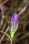 Catesby's gentian